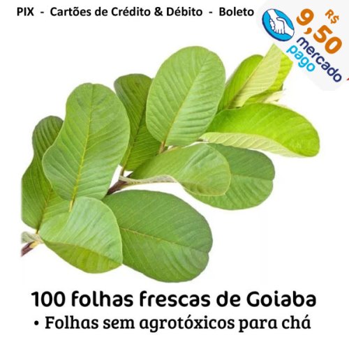 goiaba-100-folhas-MP