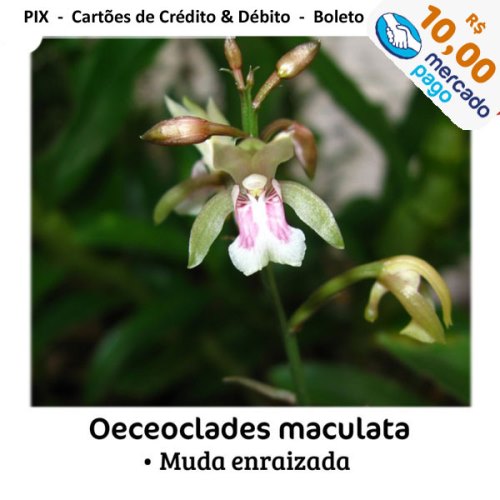 oeceoclades-maculata-MP