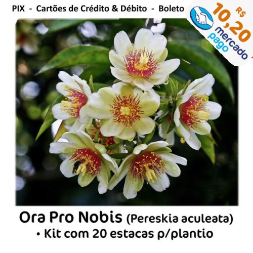 ora-pro-nobis-20-estacas-MP