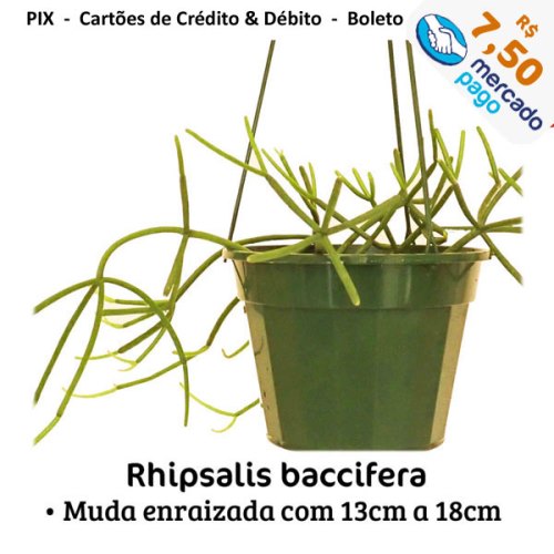 rhipsalis-baccifera-MP