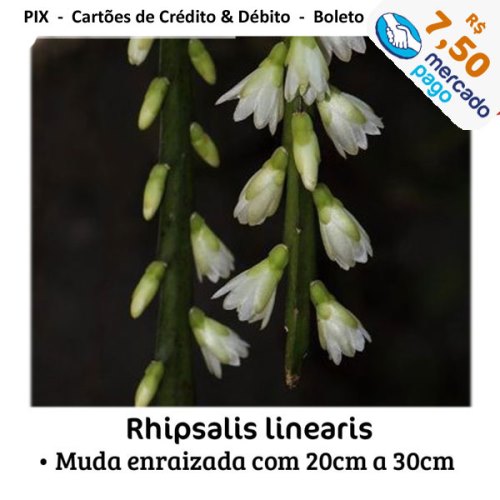 rhipsalis-linearis-MP